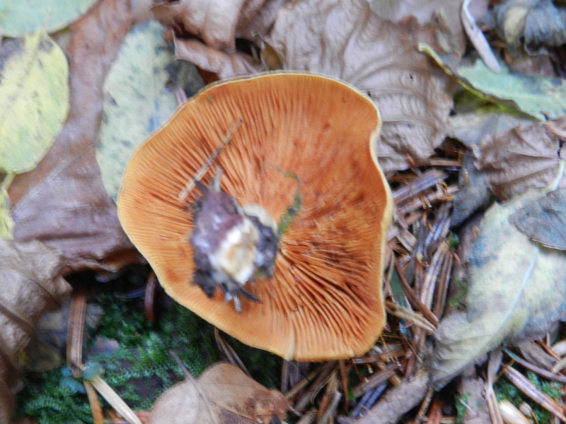 bosco di prevalenza conifere ritr. del 1-11-2011